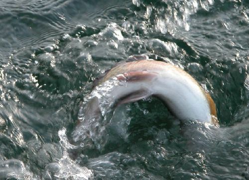 Руслан Харчиков