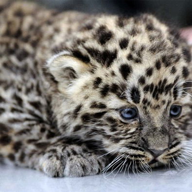 Неждана Аджесланова