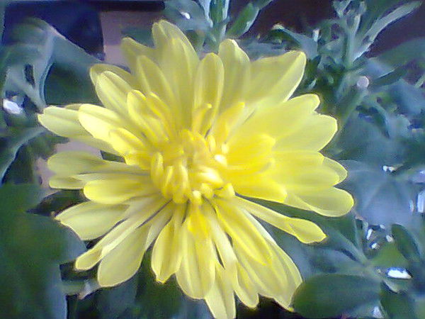 Елена Панасюра