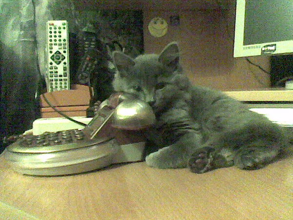 Дмитрий Беркут