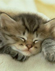 Александра Григорьева (Волкова)