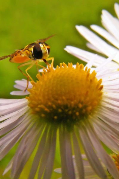 Нелли Кузнецова