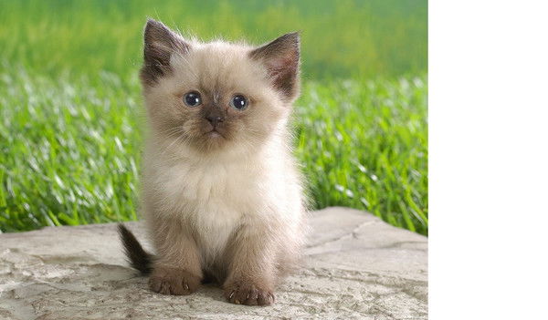 Анжелика Игошина