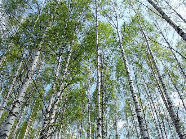 Ольга Кононова