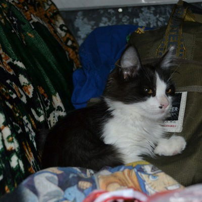 Дамир Мельников