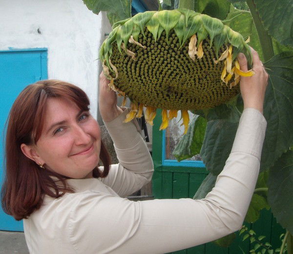 Елена Зелинская(Босова)