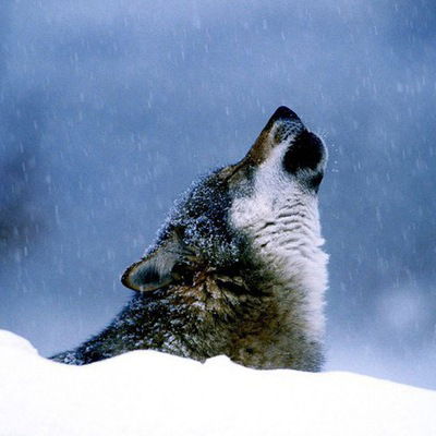 Николай Николаев