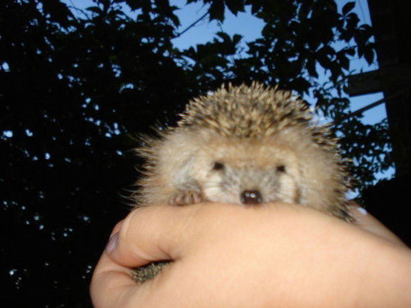 Серж Толяныч