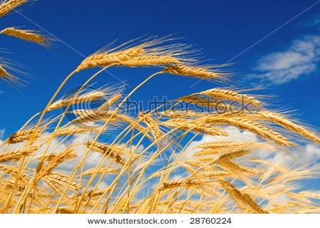 Риф Сахаутдинов