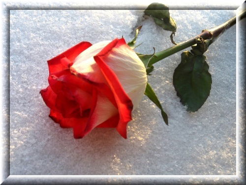 Максим Аркадьев