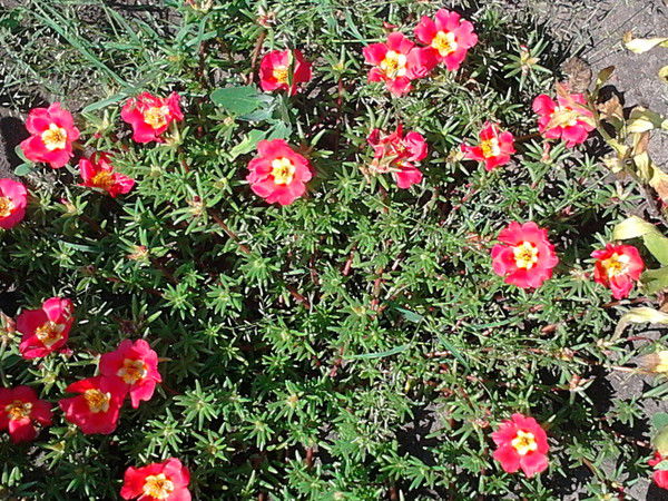 Людмила Пашаева