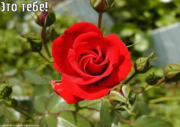 Ирина Белая