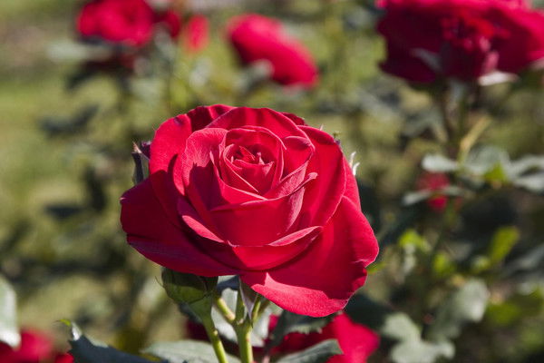 Виолетта Виолетта