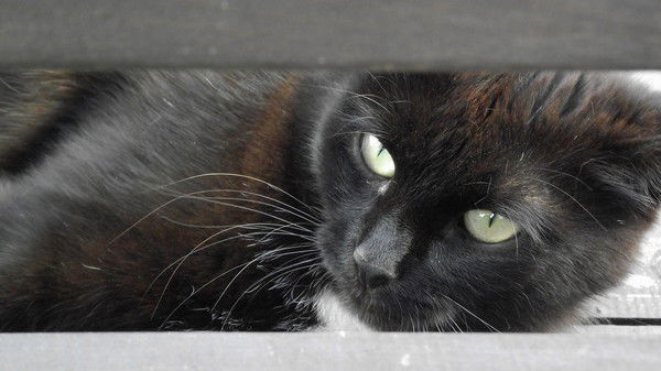 Маргарита Саркисова