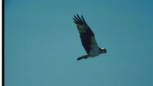 Пётр Соколов