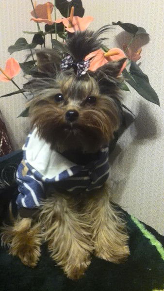 Андрей Первозванный