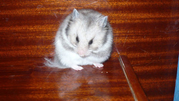 Виктория Быстрова