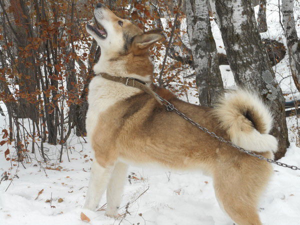 Пастухов Н.а.