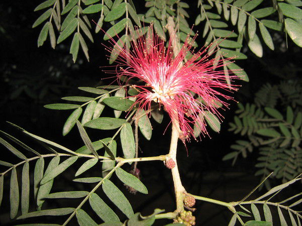 Ольга Глинская