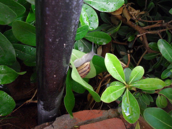 Роза Жилибаева