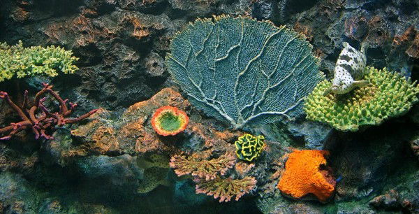 Галина Нартова