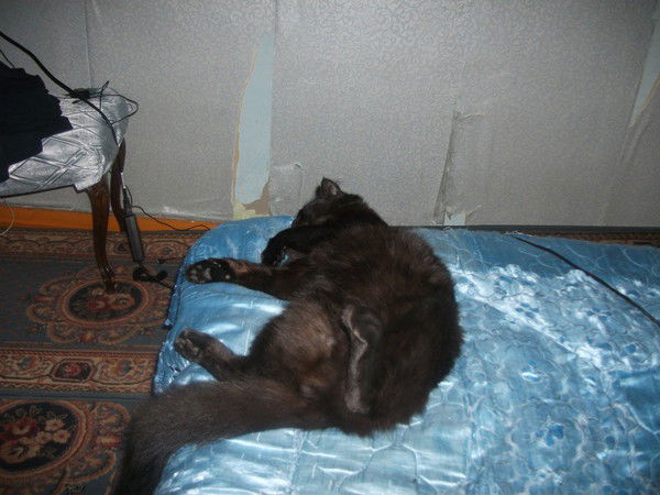 Данил Норцев