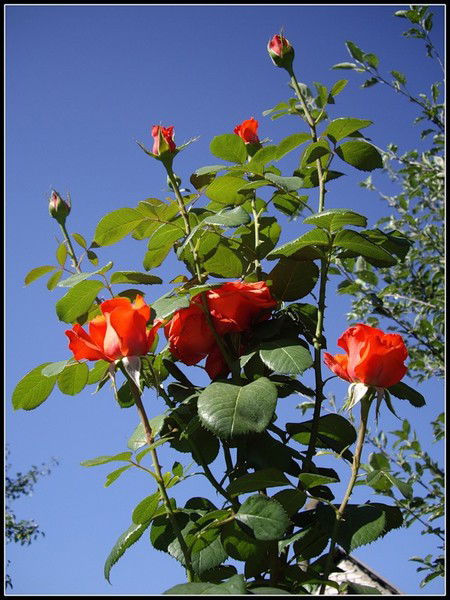 Вера Курапова