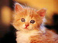 Анжелика Павленко