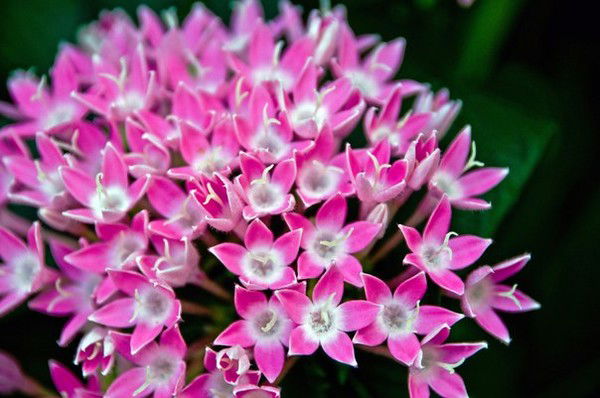 Дания Файзулина