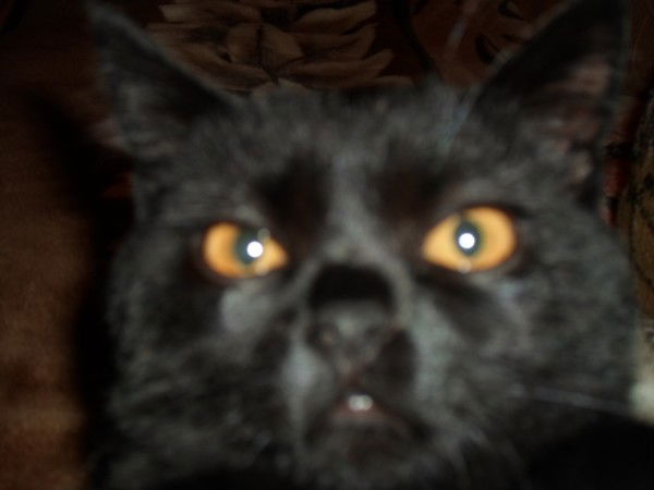 Сергей Галушка