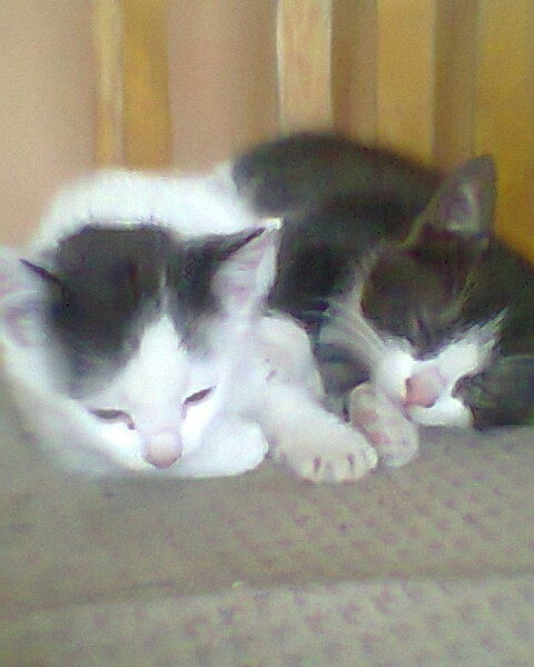 Лариса Клименко