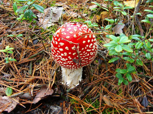 Екатерина Стрельникова