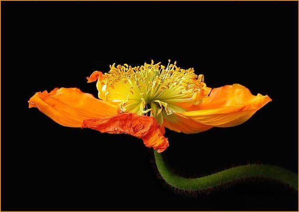 Инна Баранова