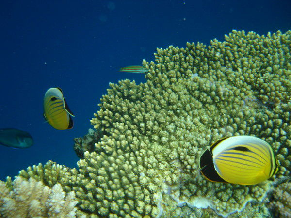 Сверьяна Смолькина