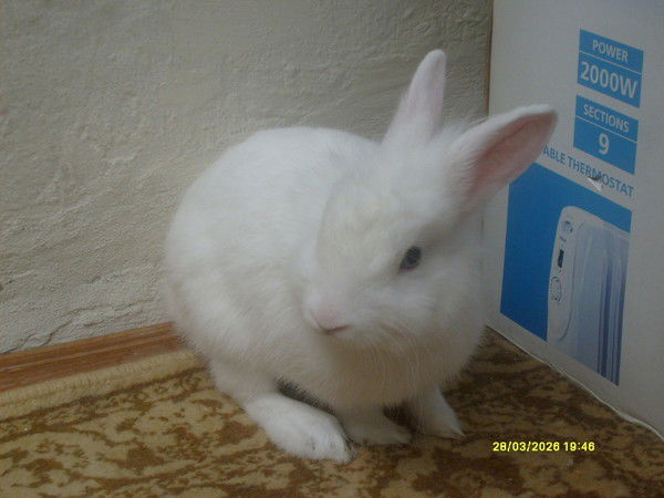 Гузель Толстова