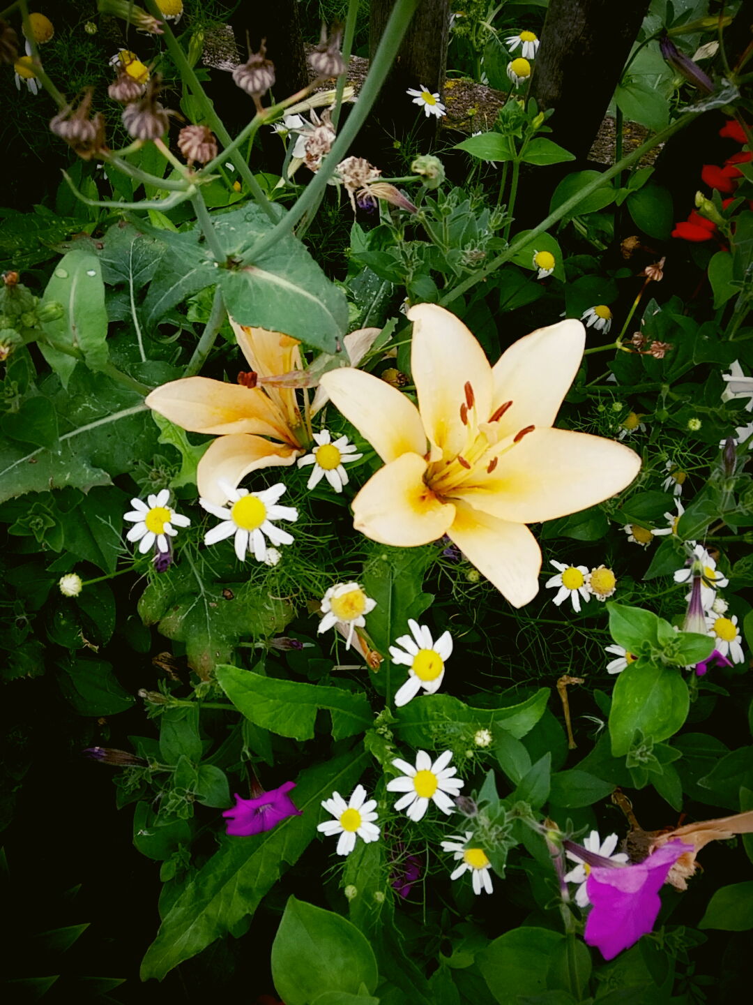 Аселя Нурмуханова