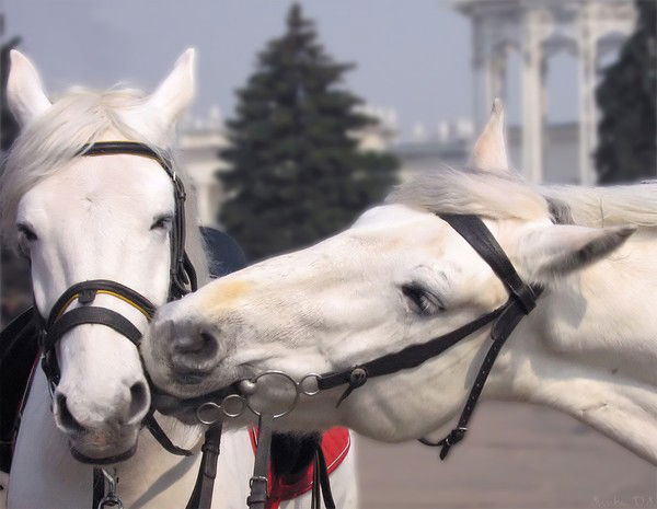 Айтгуль Шугурова