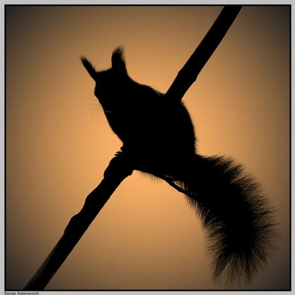 Софья Шеливанова