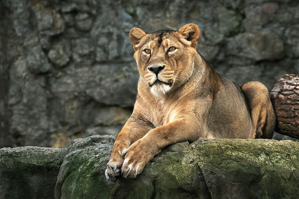 Оксана Ожерельева