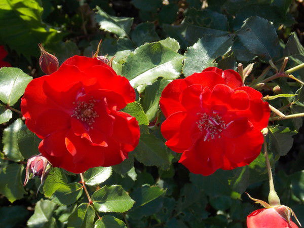 Жадыра ........