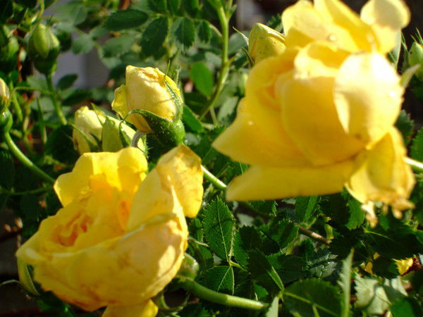 Елена Шевелева