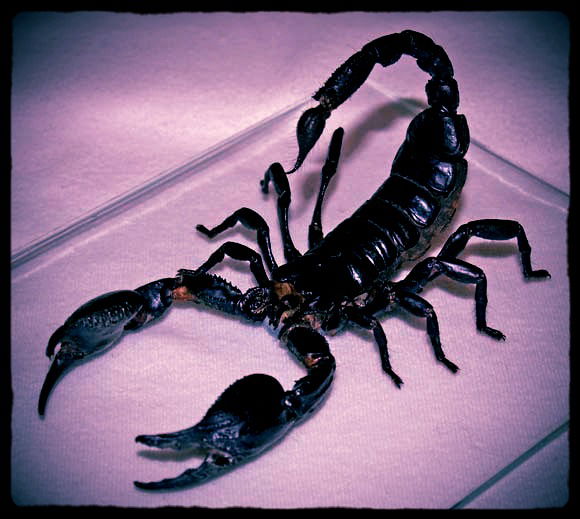 Сергей Тесёлкин