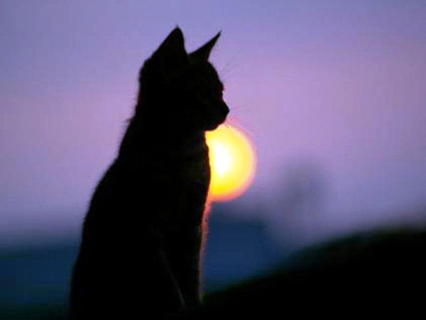 Неизвестно Неизвестно