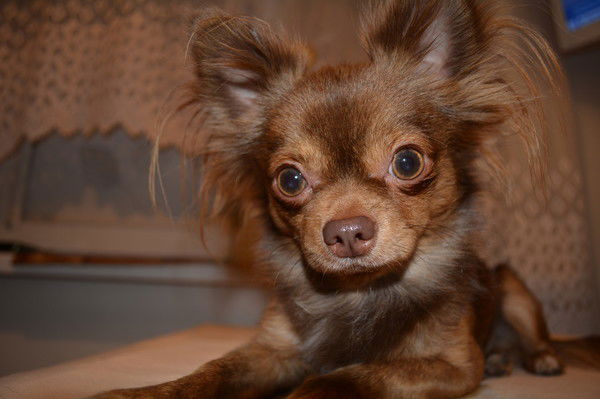 Светлана Шарендо