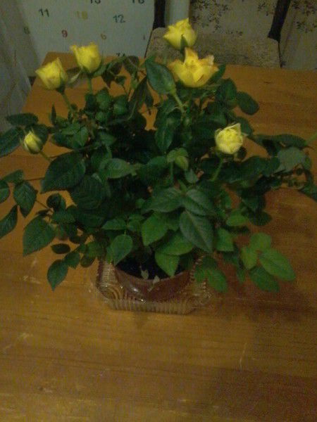 Нина Сивухина