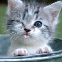 Елена Жаданова