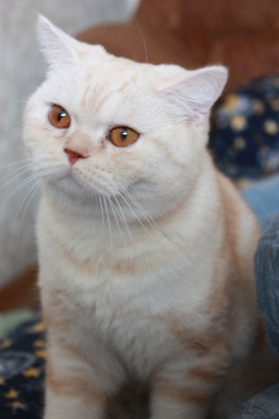 Ирина Сидорова