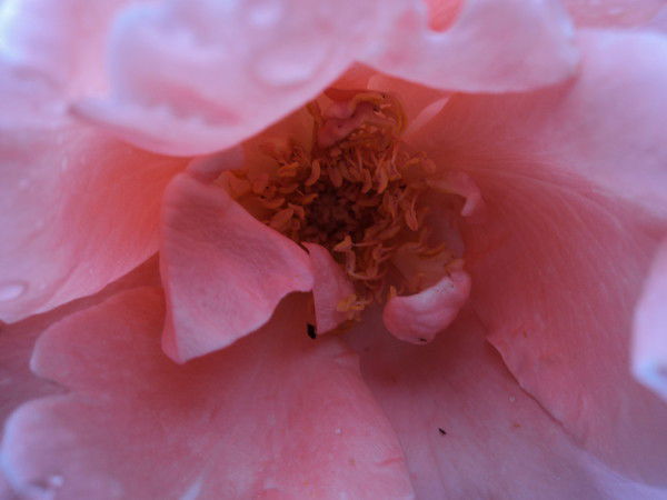 Светлана Брежнева