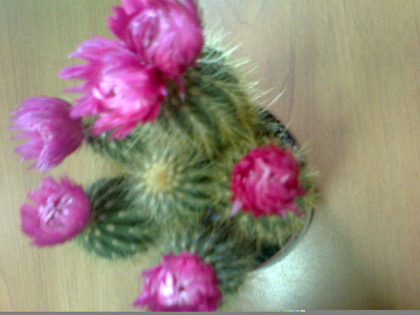 Людмила Гусельникова