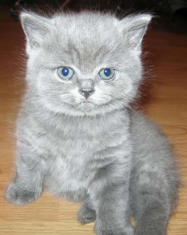 Ольга Шорыгина